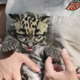 Illustration for article titled Clouded Leopard Toe Beans Are As Cute As Youd Expect